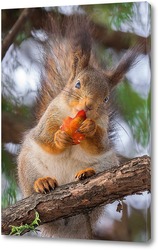  Red squirrel sitting on a tree branch in winter forest and nibbling seeds on snow covered trees background.