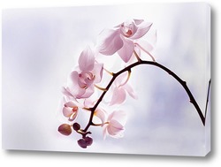   Картина Нежные орхидеи 3