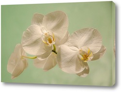    Белая орхидея