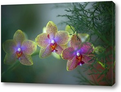   Картина орхидеи  