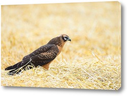  Цирковой карлик на пшеничном поле, красивая птица, фотоохота