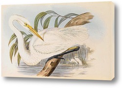   Картина Птицы Австралии