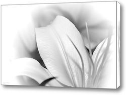   Картина Белая лилия.