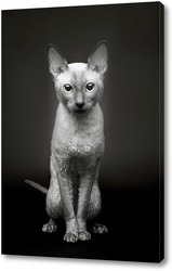    Портрет кошки