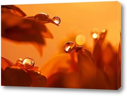   Картина Капли на лепестках цветов 