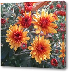    Хризантемы зацвели