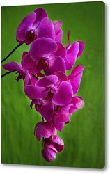   Картина Орхидея фаленопсис