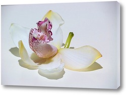   Картина Цветок орхидеи