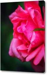  Пурпурная роза