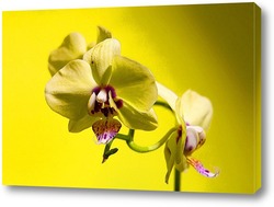    желтая орхидея