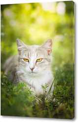   Картина Серая полосатая кошка гуляет на поводке по зеленой траве на открытом воздухе..