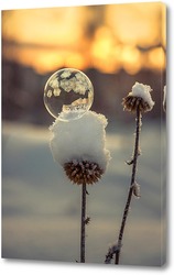    Мыльный пузырь на сухом растении ,покрытом снегом