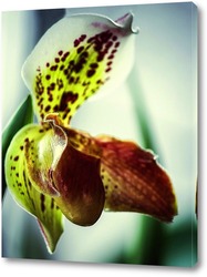   Картина Орхидея пафиопедилюм Лианум