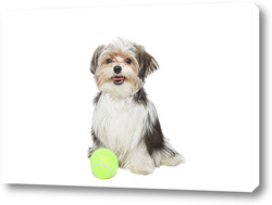   Картина Милый мальтийский щенок, изолированный на белом фоне