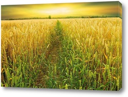    Пшеничное поле