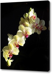    Орхидея на черном