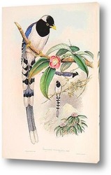  Картина Птицы Азии