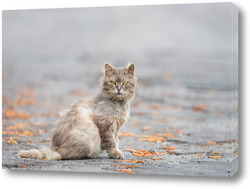   Картина A cat is sitting on an asphalt road