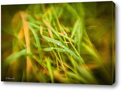    Дождевые капли на зелёной траве