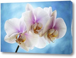   Картина Орхидея фаленопсис Утренняя Заря
