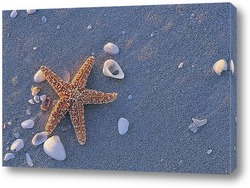  starfish050