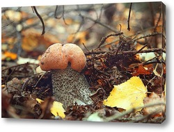  Лесной гриб с ягодами костяники