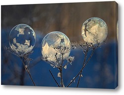   Картина Три мыльных пузыря на сухом растении