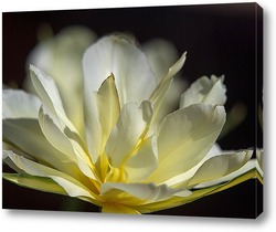   Картина Белый тюльпан