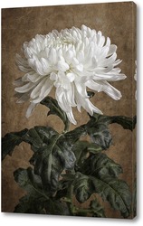   Картина Белая хризантема