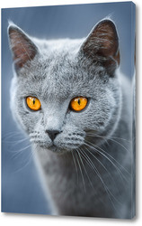  Gray striped cat walks on a leash on green grass outdoors..