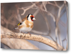   Картина Goldfinch, Carduelis carduelis, perched on wooden perch with blurred natural background