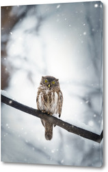   Картина Owl in winter forest on stump. Pygmy small bird via snowfall. Small owl in natural habitat. Glaucidium passerinum