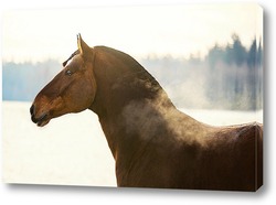  Величие лошади