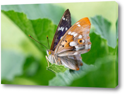   Картина European peacock butterfly (Aglais io). Copy space.