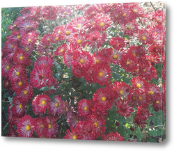    Хризантемы зацвели