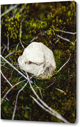   Картина Белый камень в мохе