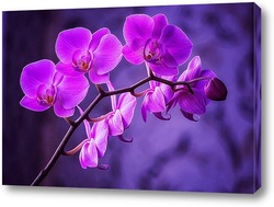   Картина Ветка орхидеи Золушка