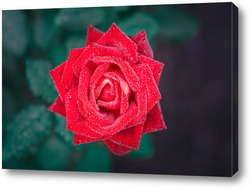   Картина Beautiful red rose flower, closeup.	