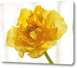    Желтый тюльпан