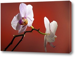    орхидеи 