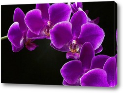   Картина Ветка орхидеи на черном фоне