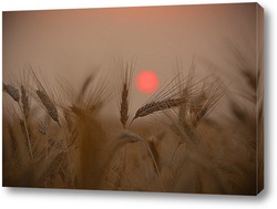   Картина Пшеничный закат