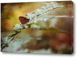  Бабочка на цветке одуванчика
