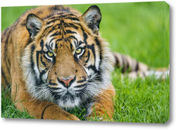   Картина Тигры 51030