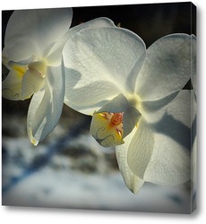  Белые и черные орхидеи