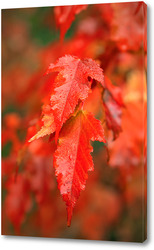   Картина Осенние листья клёна