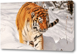   Картина Тигры 40808
