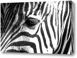   Картина Полосатая зебра