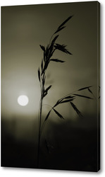   Картина Колос травы на закате солнца