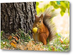  Red squirrel sitting on a tree branch in winter forest and nibbling seeds on snow covered trees background.